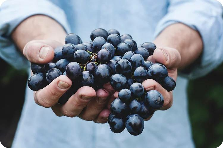 raisins_web